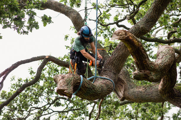 Reliable Riner, VA Tree Services Solutions